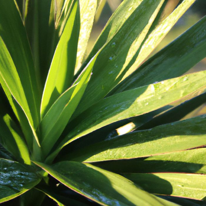 Yucca plant flower flowers fruit yuccas flowering