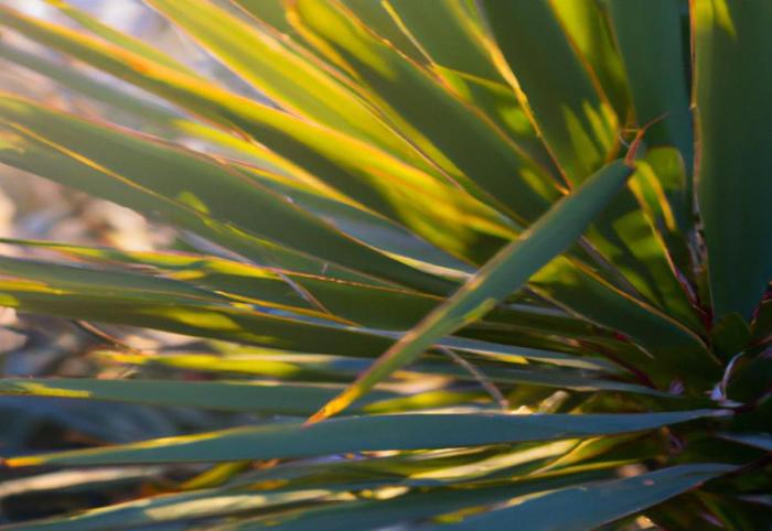 How much do you water a yucca plant