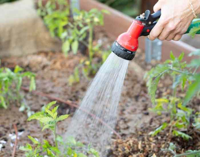 How many times you should water your plants