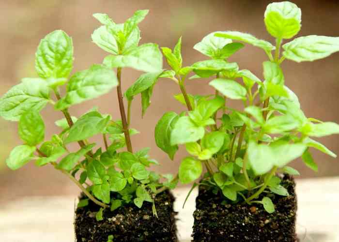 How many times to water mint plant