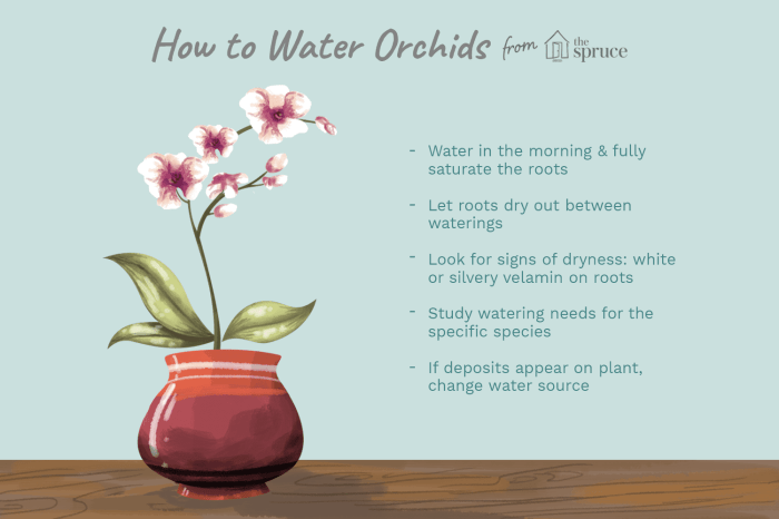 How much should i water my orchid plant