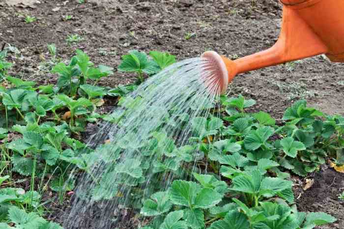 How much should you water strawberry plants