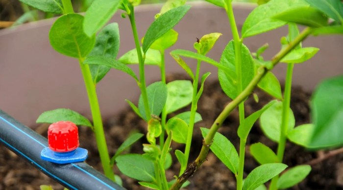 How much to water blueberry plants