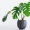 How Much to Water Monstera Plants