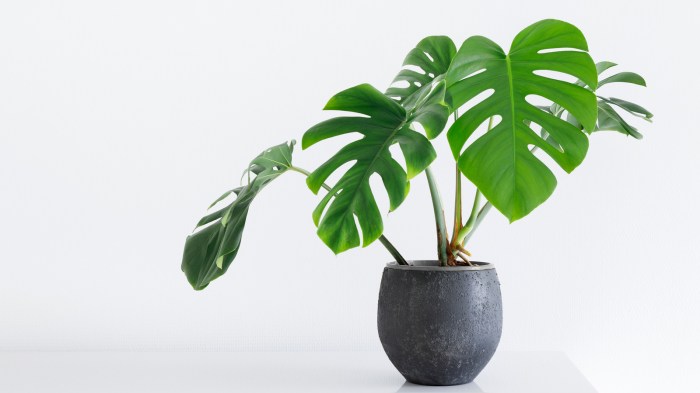 How much to water monstera plant