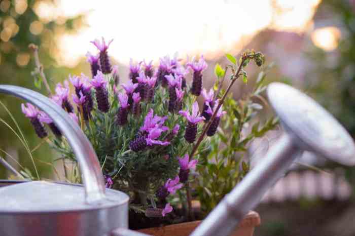 How much do you water a lavender plant