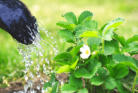 How much should i water my strawberry plant