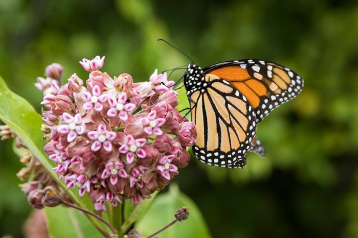 How much water do milkweed plants need