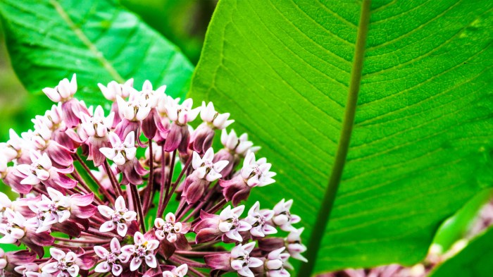 How much water do milkweed plants need