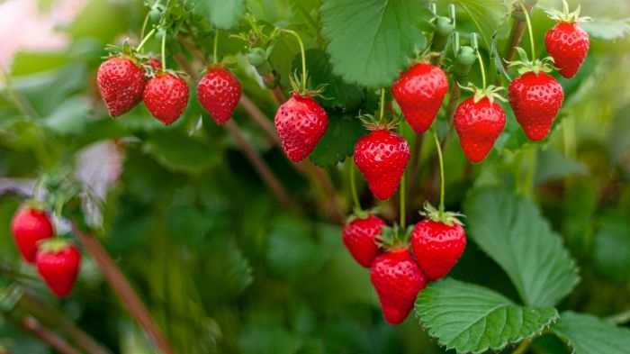 How much do i water strawberry plants