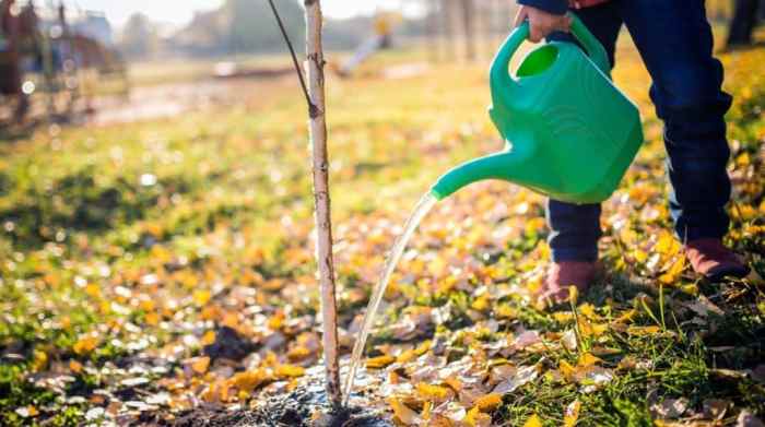 How much to water trees after planting