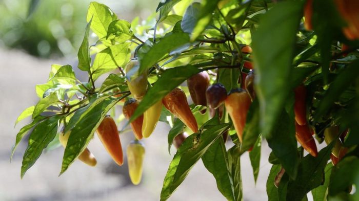 How much water do jalapeno pepper plants need