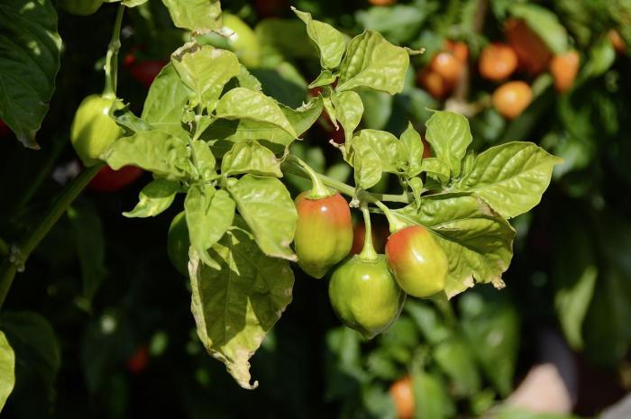 Jalapeno flowering peppers