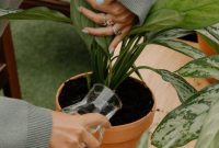 How much to water outdoor plants