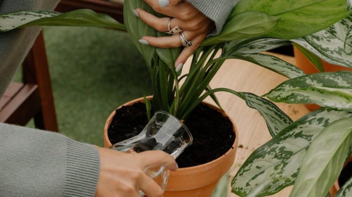 How much to water outdoor plants