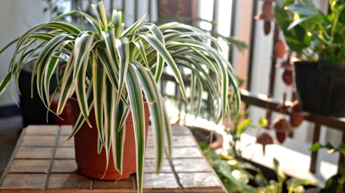 How much should i water a spider plant