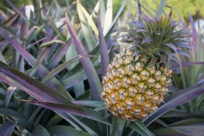 How much to water a pineapple plant