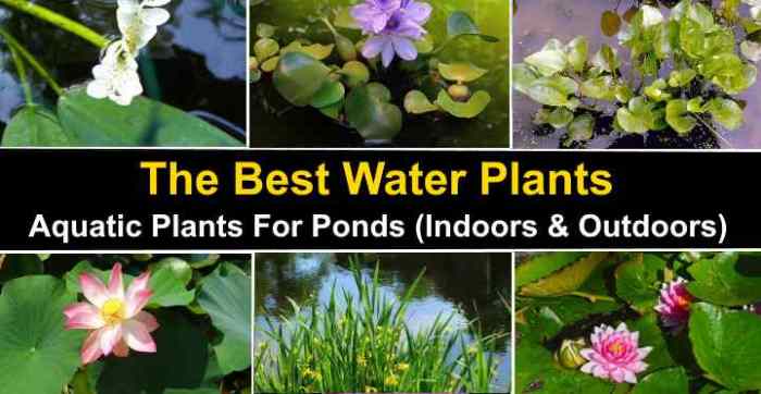 How many water plants are there