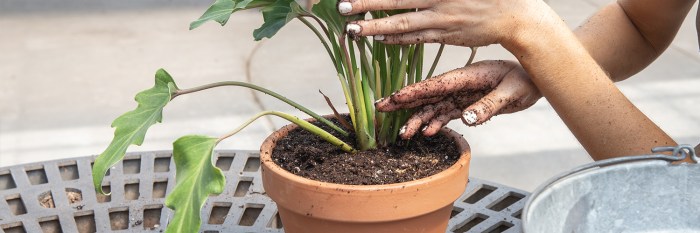 How much to water plants after repotting