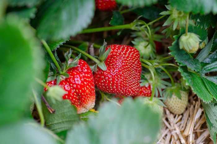 How much do i water strawberry plants