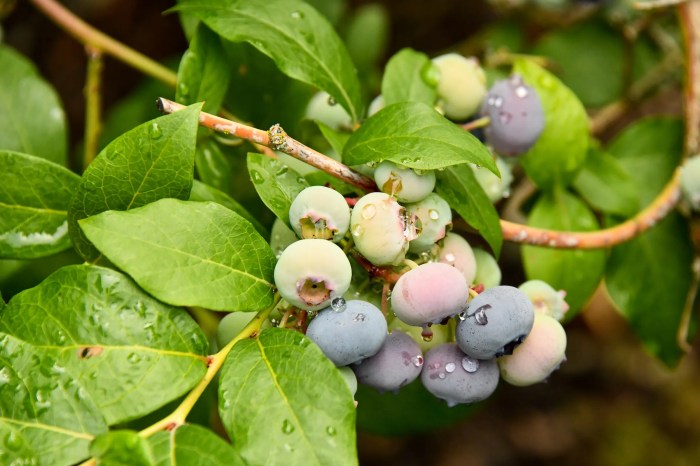 How much to water blueberry plants