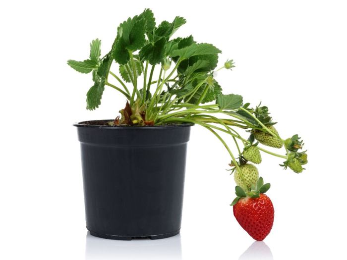 How much do you water a strawberry plant