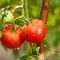 How Much Should You Water Your Tomato Plants?