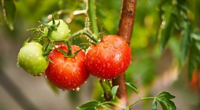 How much should you water your tomato plants