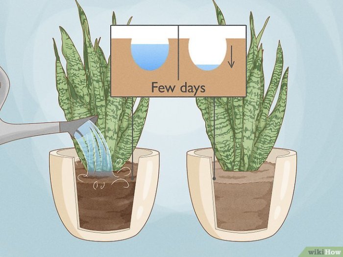 How much to water snake plant after repotting