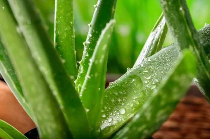 How much should you water aloe vera plants