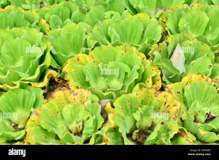 How much to water cabbage plants