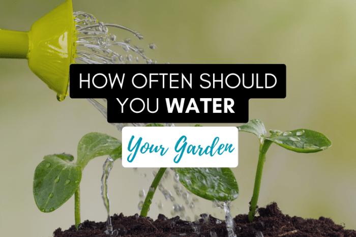 How much to water outdoor plants