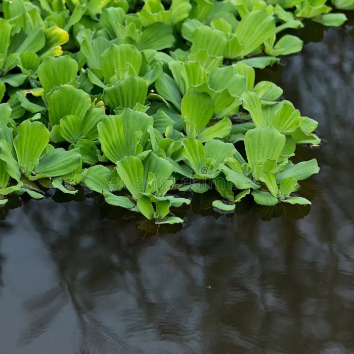 How much to water lettuce plants