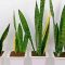 How Much Do You Water Snake Plants?