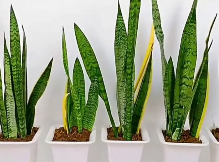 How much do you water snake plants