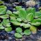 How Much to Water Lettuce Plants