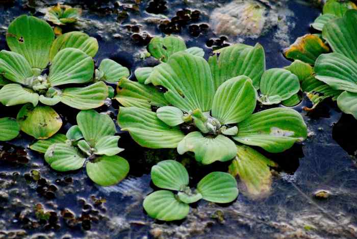 How much to water lettuce plants