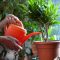 How Much to Water Potted Plants