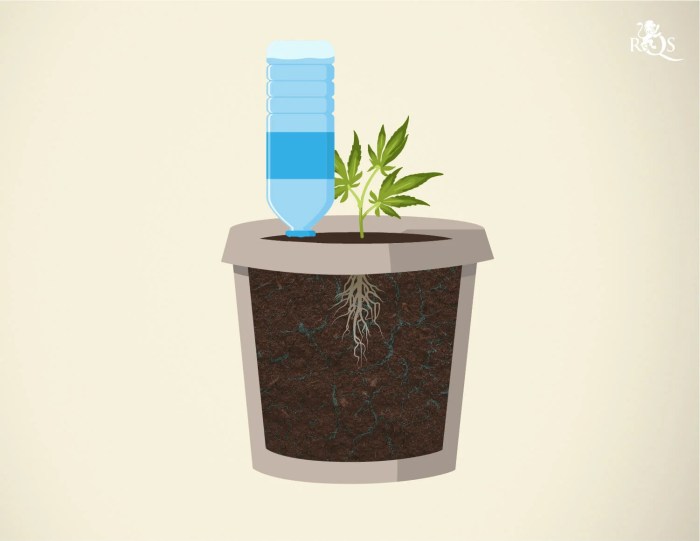 Water coco watering cannabis plants gallon marijuana often smart pots growing do seedlings growweedeasy grow weed seedling container cups fail