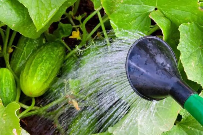 How much should you water a cucumber plant