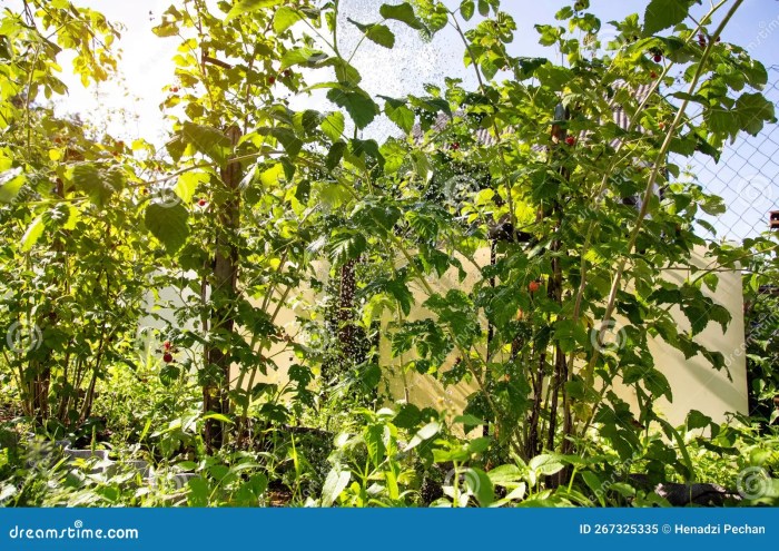 How much to water raspberry plants