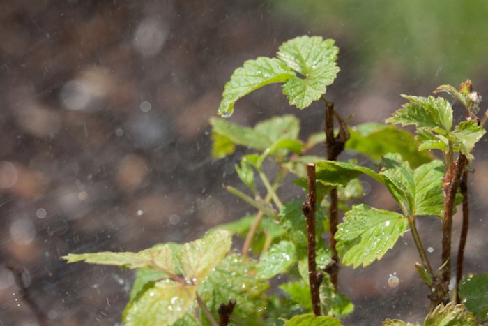 How much to water raspberry plants