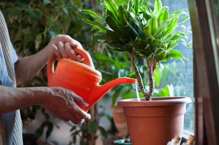 How much to water potted plants