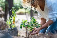 How much to water trees after planting