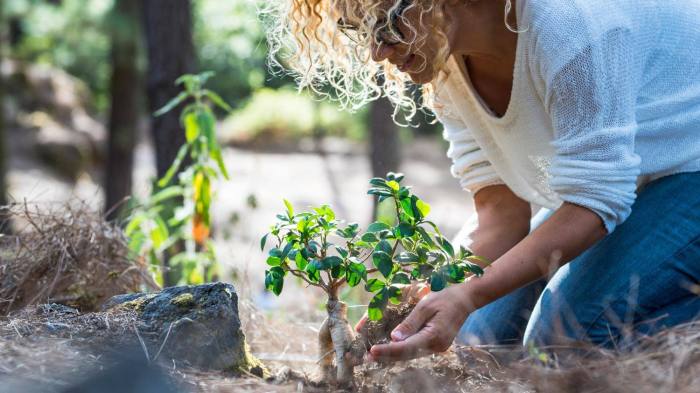 How much to water trees after planting