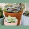 How Many Times to Water Succulent Plants