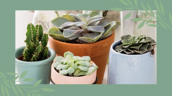 How many times to water succulent plants