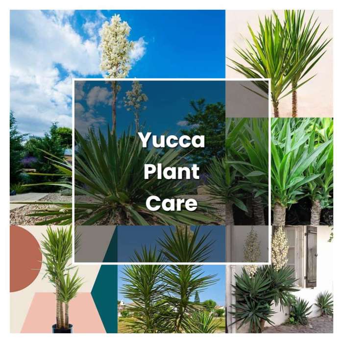 How much should you water a yucca plant