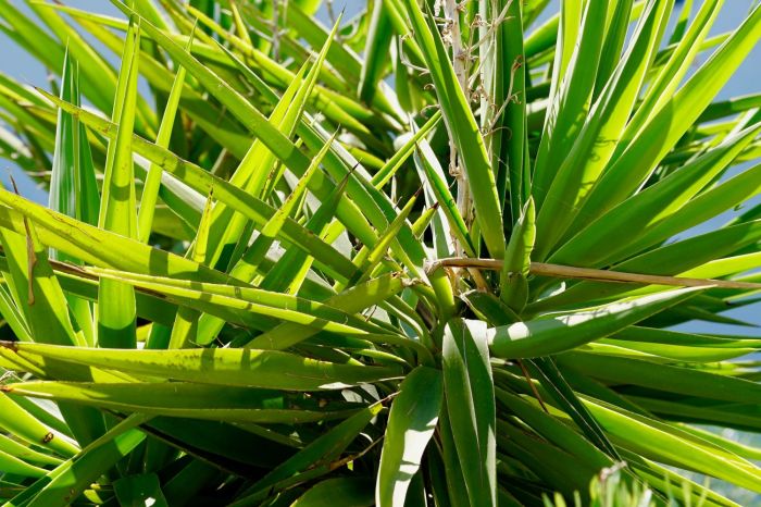 How much to water yucca plant